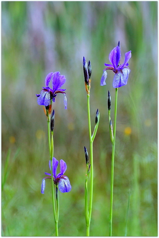 Iris sibirica / Giaggiolo siberiano